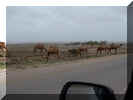 KWcamels.jpg (15479 bytes)